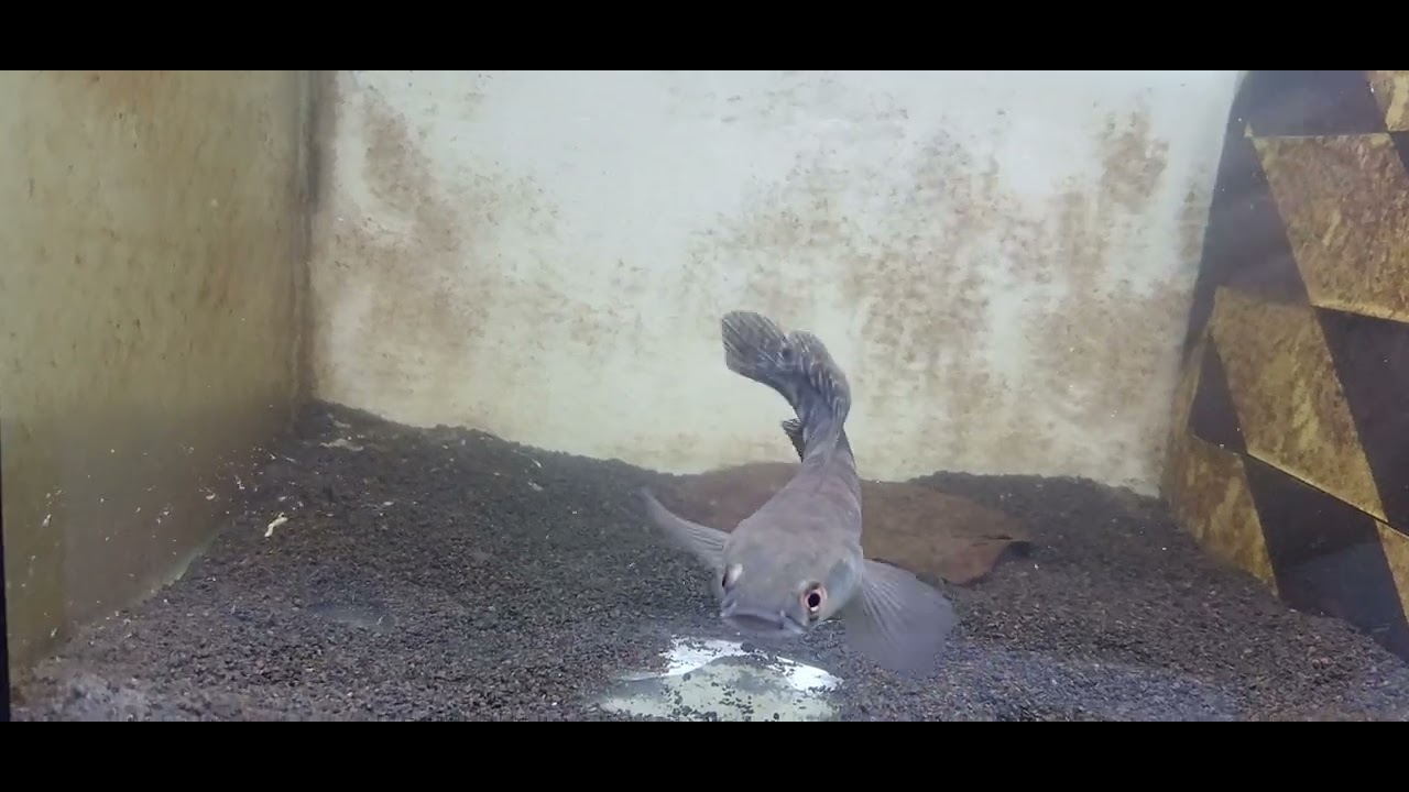 Chana maru full pelet kering