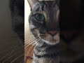 ゴロゴロ言いながらお返事する、うちの猫の鳴き声が可愛すぎる。