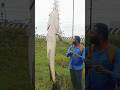 powerful Mitchell road# shorts# cheating Raja fishing channel