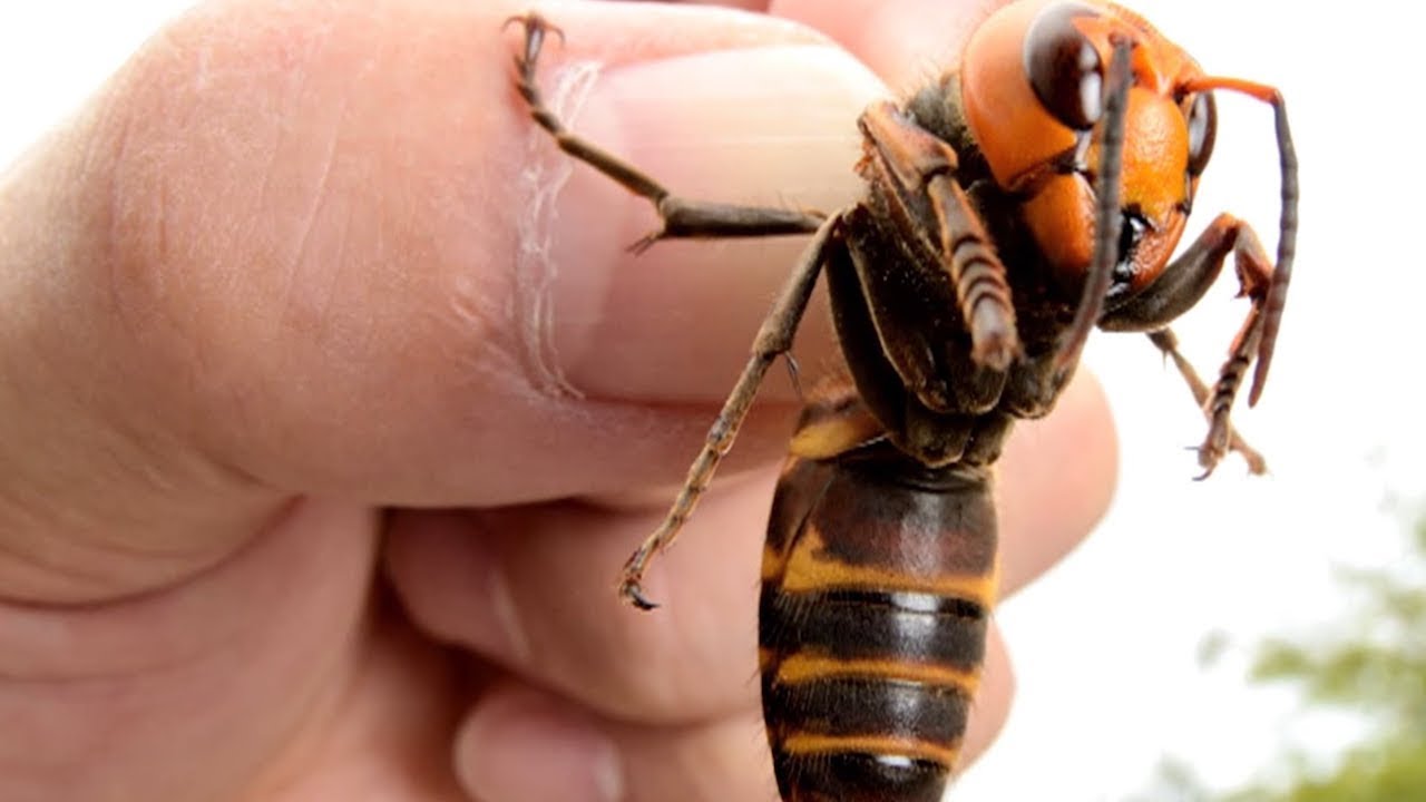 5 Most Dangerous Flying Animals In The World! YouTube