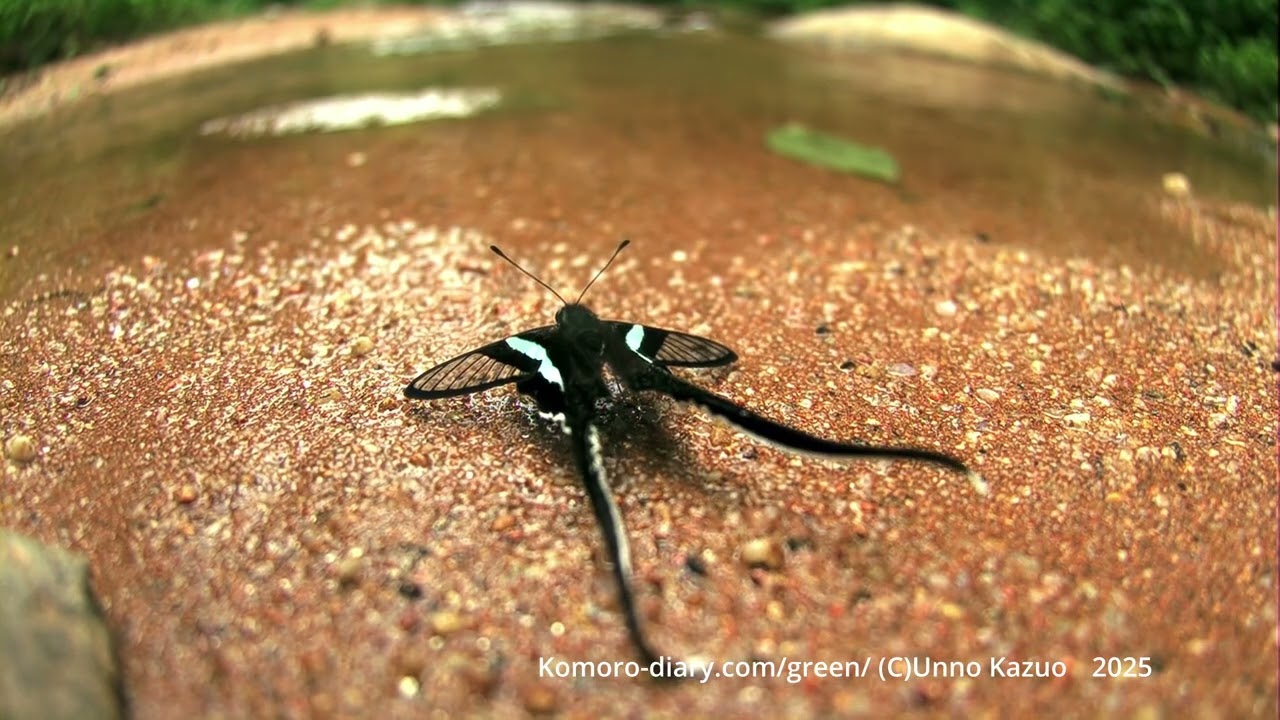 アオスソビキアゲハのおしっこ