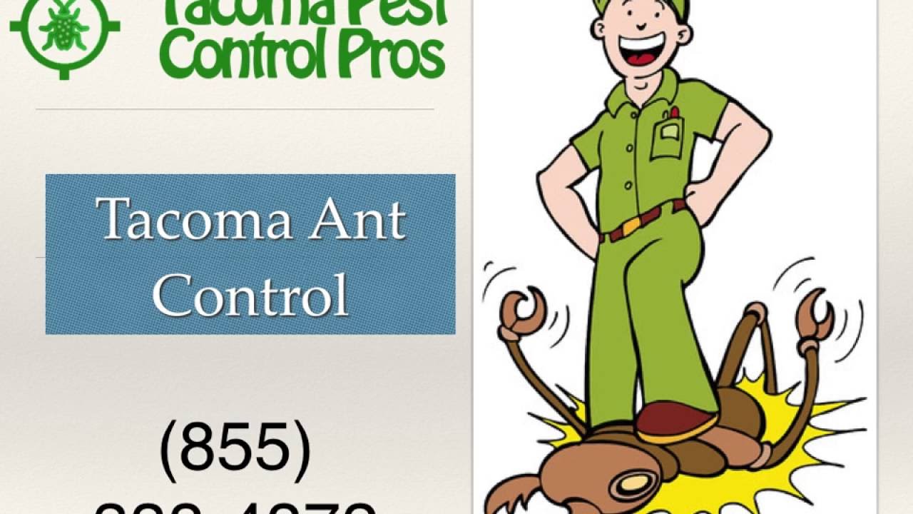WA Ant Control Pest Control Pros YouTube