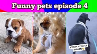 Funny dog ​​videos / Small dog / Tik Tok animals by Pet lovers 7 views 3 years ago 5 minutes, 4 seconds