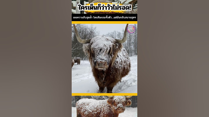 🐮 เผยความลับ! วัวโดนหิมะถมทั้งตัว…แต่ทำไมมันกลับไม่หนาว!? 😲
