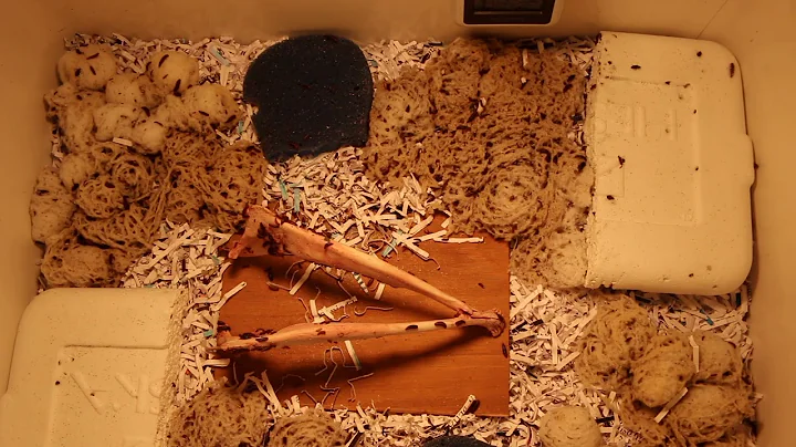 Dermestid Beetle Housing Setup/Tips | Taxidermy | Skull Cleaning