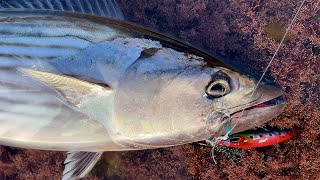 Bonito catch and cook - Tempura and sashimi - Sydney land based lure fishing - Bugsy Fishing Ep 29