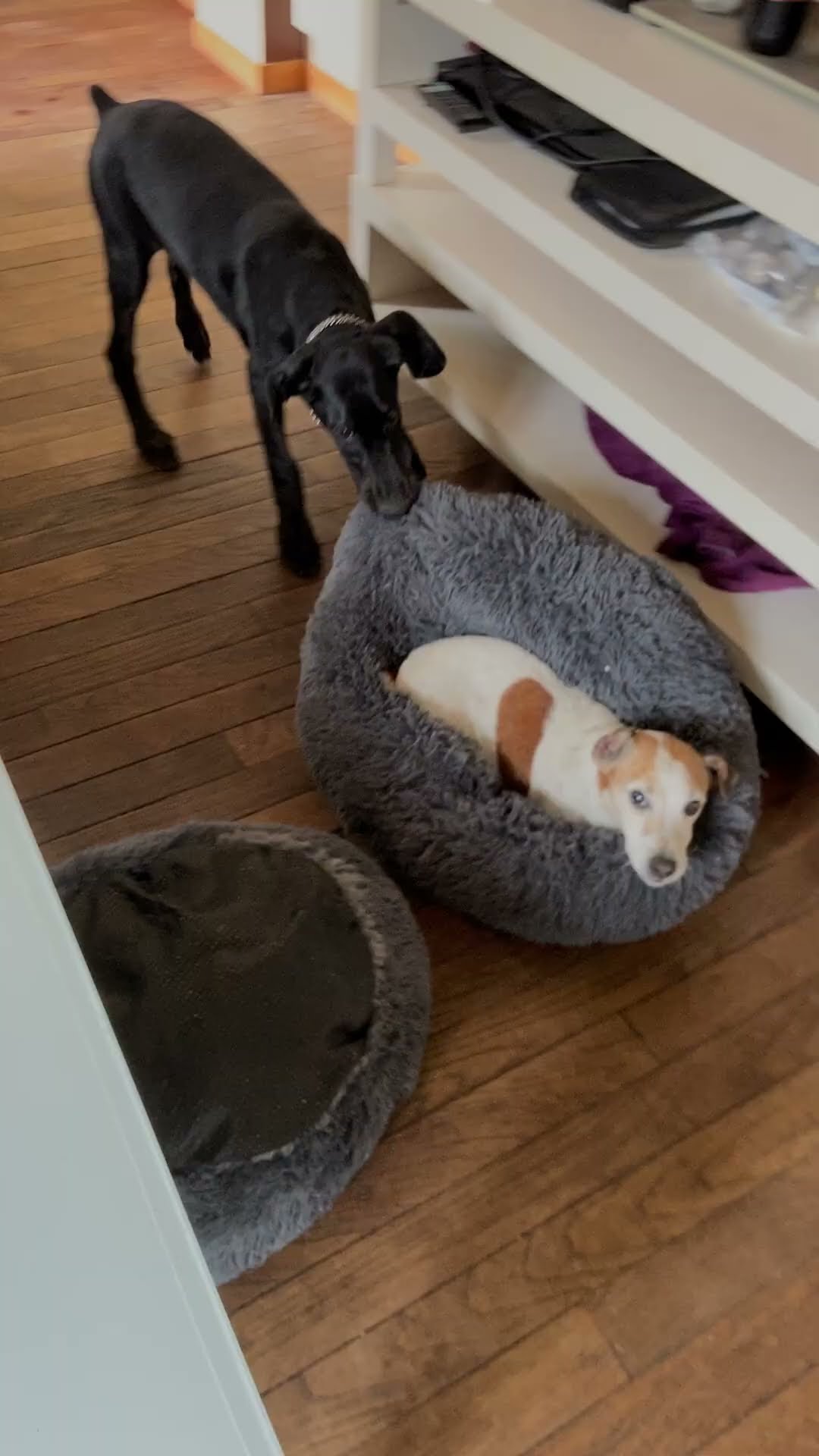 Dog Tugs Occupied Bed Outside || ViralHog