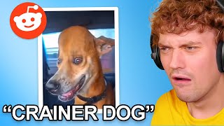 Famous Rating My Viewers Pets... Wealth