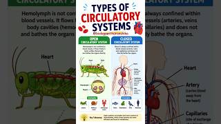 Two systems, one mission — keeping life flowing! #circulatorysystem #biology #neet #humanbody