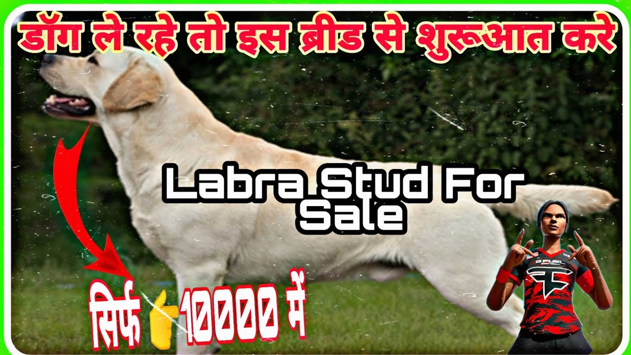 Heavy Bone Labra Stud For Sale ! Labra dog price in india ! labra ...