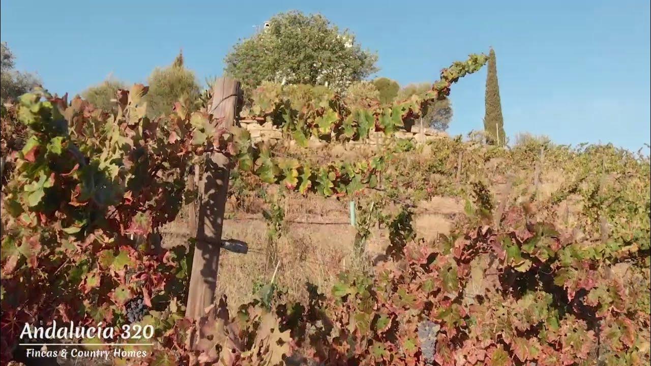 Vineyard and Bodega business, Málaga fincas countryhome andalucia