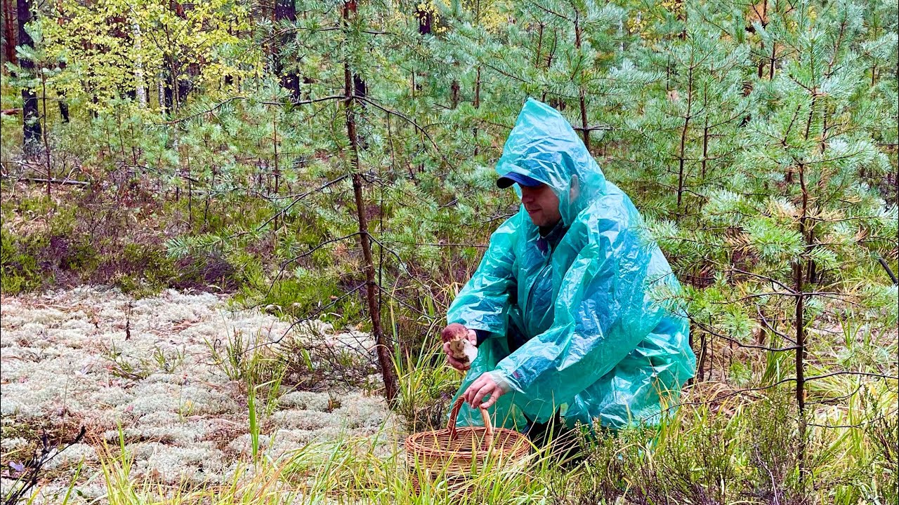 ГРИБНИКИ НАБРАЛИ БОРОВИКОВ ПОД ДОЖДЁМ! Белые грибы - YouTube