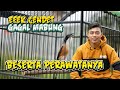 Panduan Lengkap Mengatasi Cendet Gagal Mabung di Indonesia