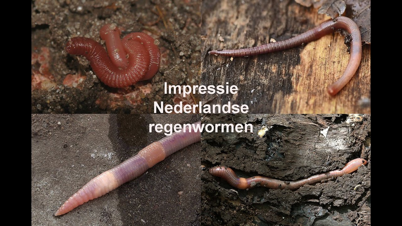 Impressie Nederlandse regenwormen
