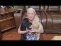 Meet Mini Aussiedoodle Males Apricot is Clue Chileckers is Black with all their puppy vaccine!