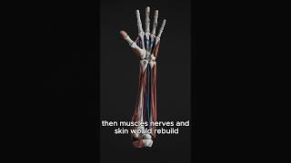 What if humans could regrow limbs 😱
