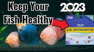 Master Fish Health: Ultimate Medicine Guide 2023