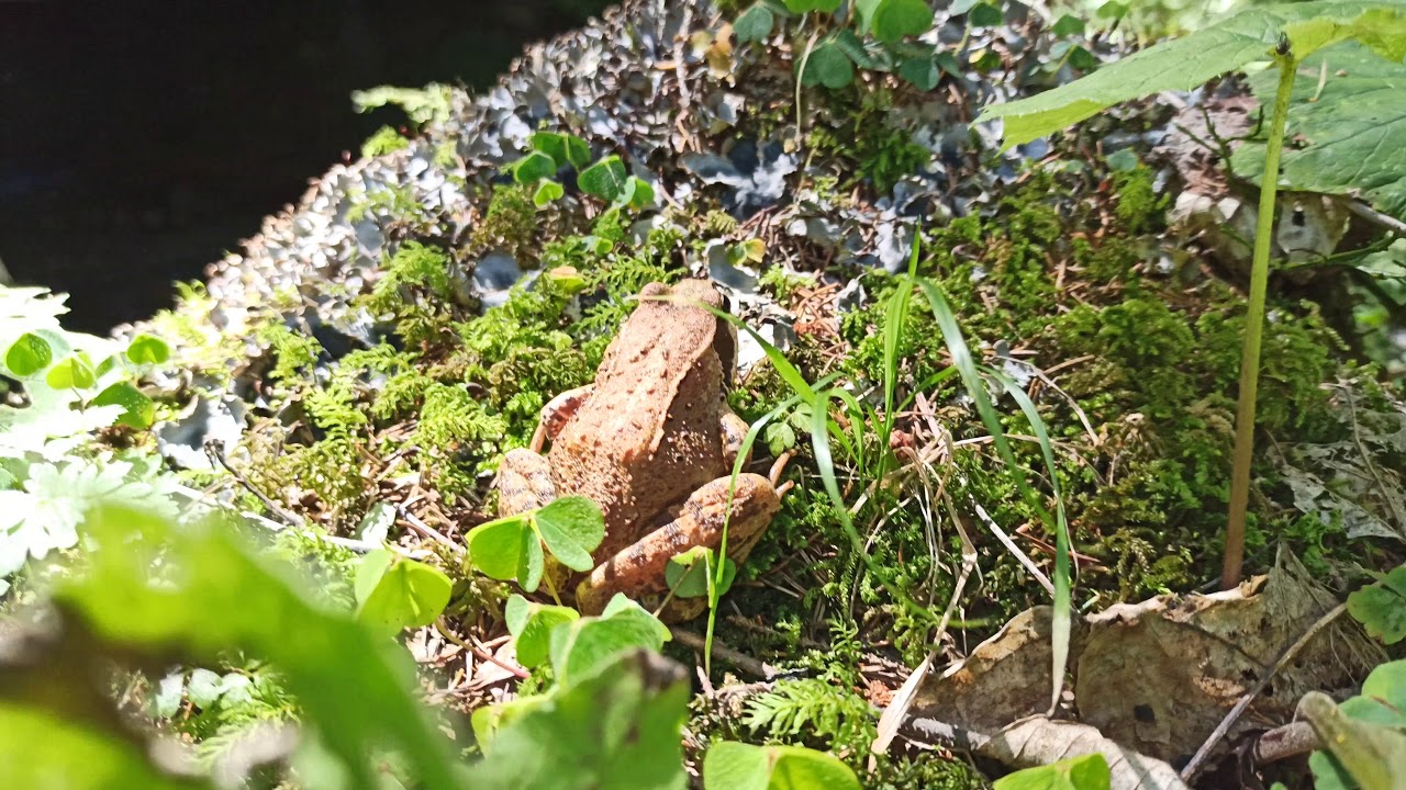 Agile Frog. A European frog in the genus Rana of the true frog family Xiaomi Mi Note 10 Springfrosch