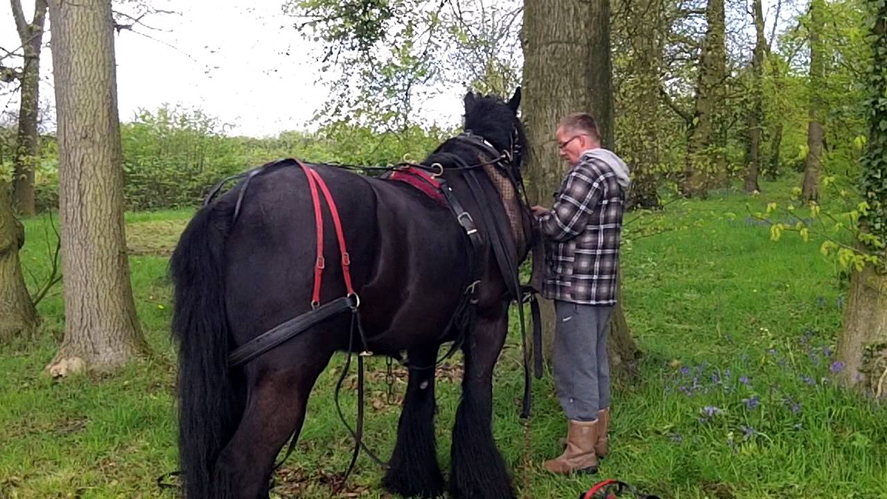 Bow Top Wagons Moving On . . .