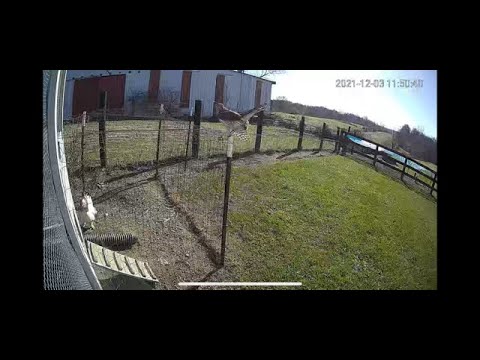 Rooster battles hawk and saves hen's life.
