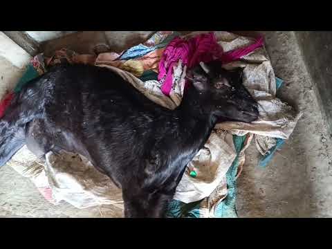 টিটিনাস এর লক্ষন কি? এটা কি টিটিনাস? #reels #viral 