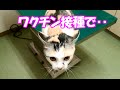 愛猫、ワクチン接種で診察台からまさかの‥ Cat vaccines