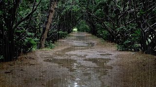 Special Rain Sounds in a Deep Forest  Deep Sleep, Relaxation, Peace of Mind, White Noise ASMR