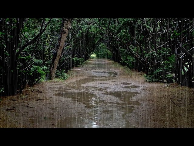Special Rain Sounds in a Deep Forest - Deep Sleep, Relaxation, Peace of Mind, White Noise ASMR class=