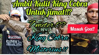 Penasaran ada King Cobra +_7 m, jauh dari Kendal ikut cari King Cobra, kulitnyapun di bawa pulang!!