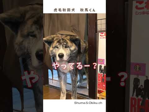 カーテンを暖簾のようにくぐる秋田犬【大型犬】【akita dog】#shorts