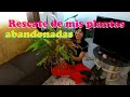 Trasplantando y chismeando| Rescate de helecho y qué caras están las plantas en Tijuana