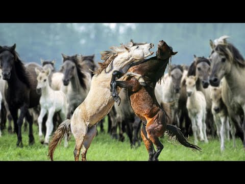 Video: Sable Adası'nda hâlâ vahşi atlar var mı?