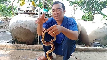 Rắn xào sả ớt lá me ngon tuyệt vời_Anh Mười Miền Tây