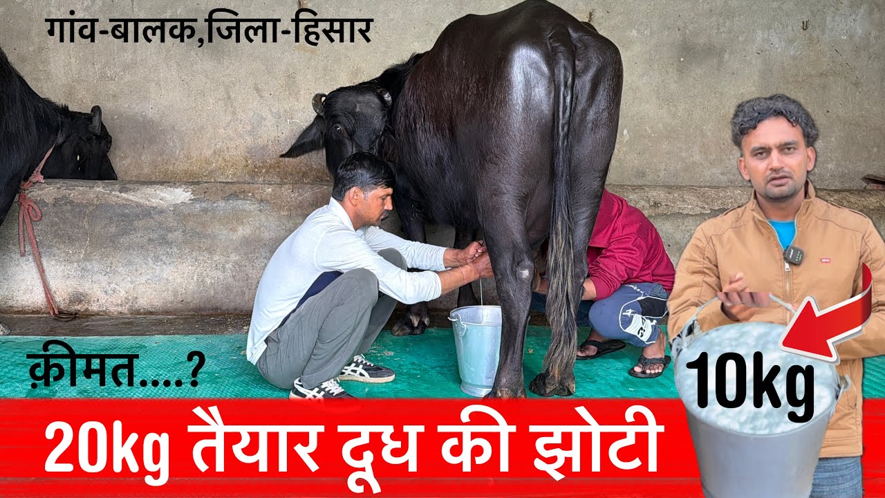 🔴ओरिजिनल 20kg तैयार दूध की झोटी👉नीचे श्याम बालकिया का बच्चा।क़ीमत..?KULDIP REDDU☎️8059949177.