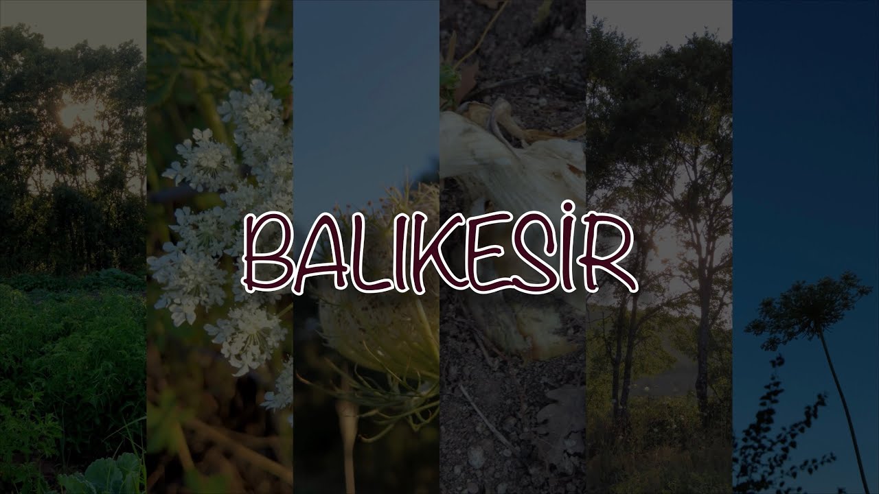 Balıkesir Dursunbey Yukarımusalar Köyü Vlogu. Tarlaları gezip tandırda ekmek yaptık. 🎥 DJI Pocket 2
