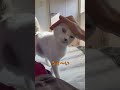 弟猫の寝る場所は次男の隣って決まってるんです