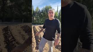 El riego y abonado en el cultivo de la patata.