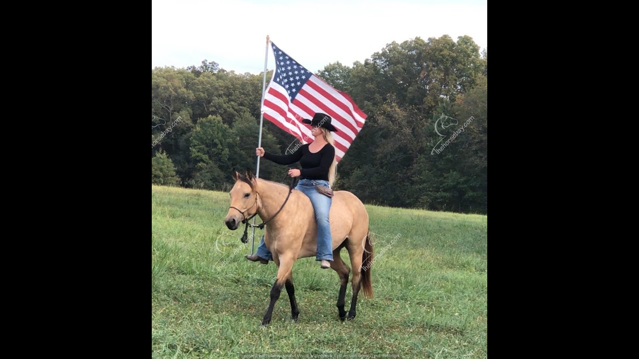 Buckskin Quarter Horse For Sale YouTube