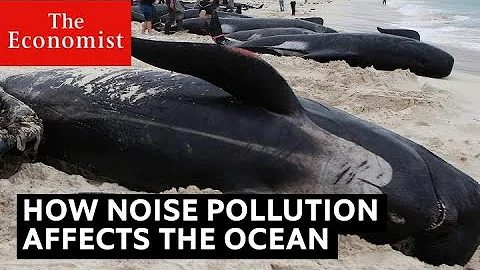 How noise pollution threatens ocean life - DayDayNews