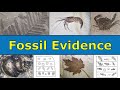 Fossils Unveiling Ancient Environments and Past Climates