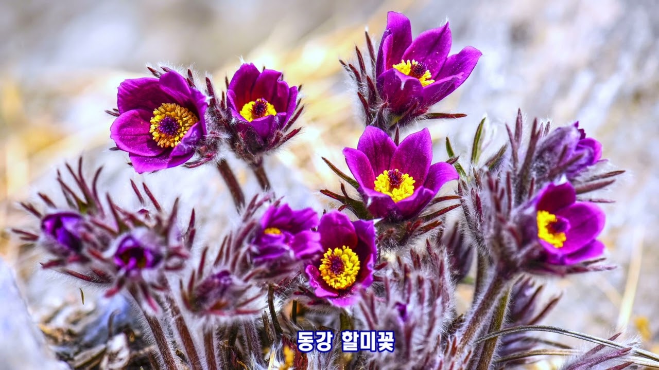 봄의 손님 야생화  꽃