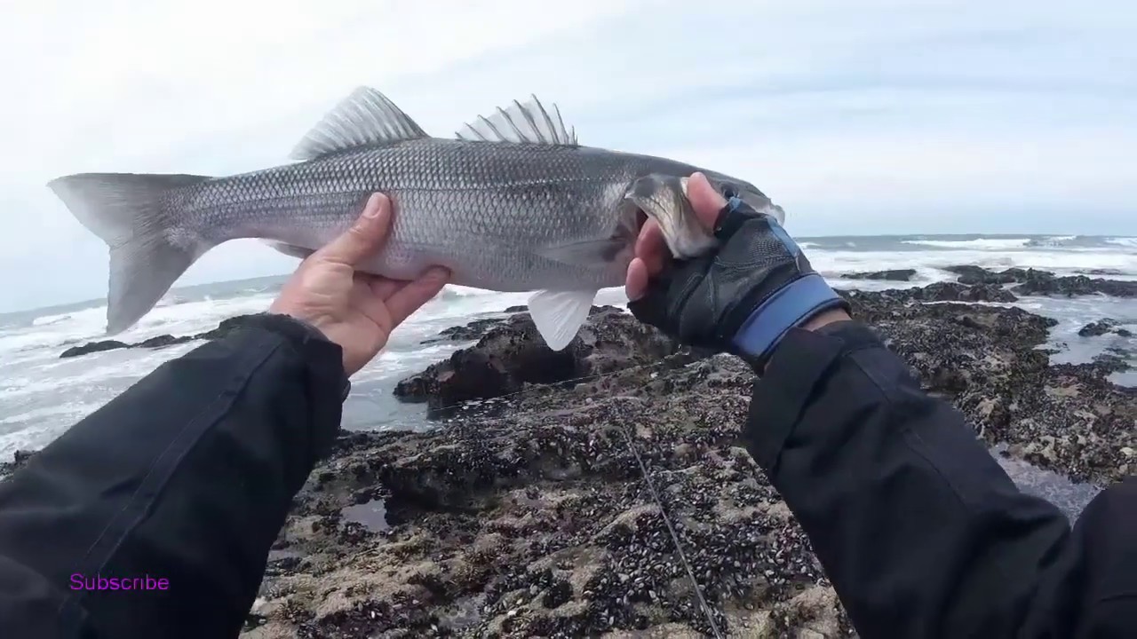 Sea Bass 4 CAPTURAS (1 DE 2 KGS.) + NOVIDADES IMPORTANTES YouTube