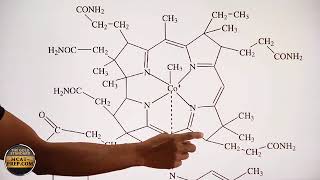 Identifying Chiral Carbons in Vitamin B12 | MCAT Tutorial | Stereochemistry