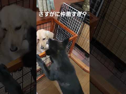 ［甲斐犬］ダックスとの仲が悪すぎて心配になる　#犬 #子犬 #癒し #shorts