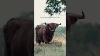 [Audio] Trapped by My Own Family's Dark Secret: The Human Placenta Nightmare