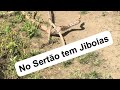 Olha a Jiboia! Animal Bonito no Sertão.