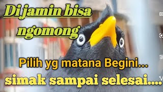 cara memilih jalak kebo mata kuning &amp; mata putih