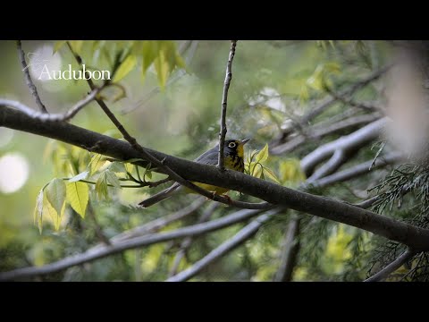 DC Students Are Working to Help Migratory Birds
