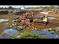 Amazing Bulldozer Working Pushing Huge Wood Piles Powerful Mini Bulldozer in Action Moving Massive
