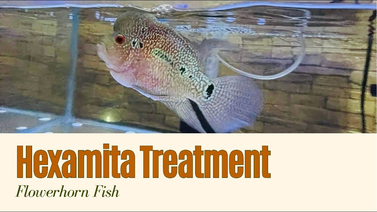 Flowerhorn Hexamita Treatment 😉 YouTube